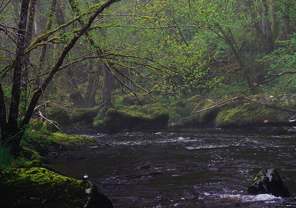La rivière dans le sous-bois au printemps, tableau rivière en sous-bois au printemps