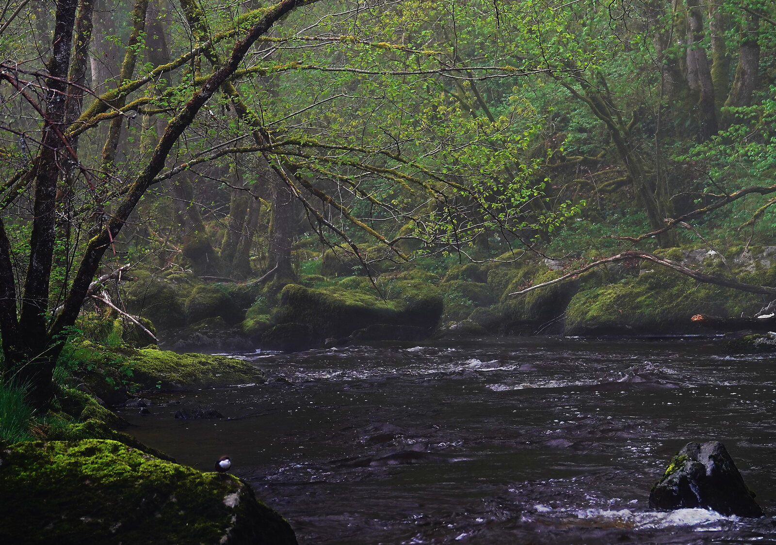 La rivière dans le sous-bois au printemps, photographie sur toile ou en affiche encadrée, aperçu dans un intérieur