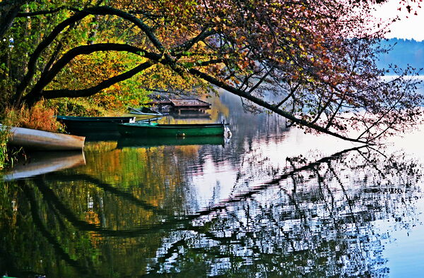 Barques sous les branches au bord du lac, tableau barques au bord d’un lac