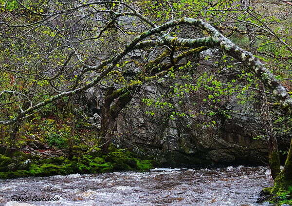 Torrent de printemps sous une branche moussue, tableau torrent sous les arbres au printemps