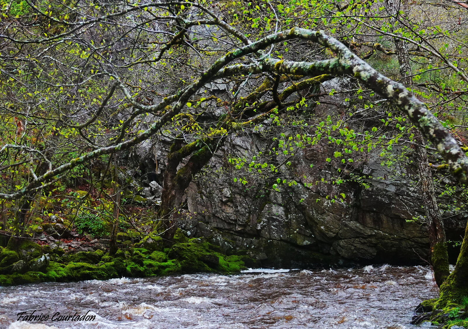 Torrent de printemps sous une branche moussue, photographie sur toile ou en affiche encadrée, aperçu dans un intérieur