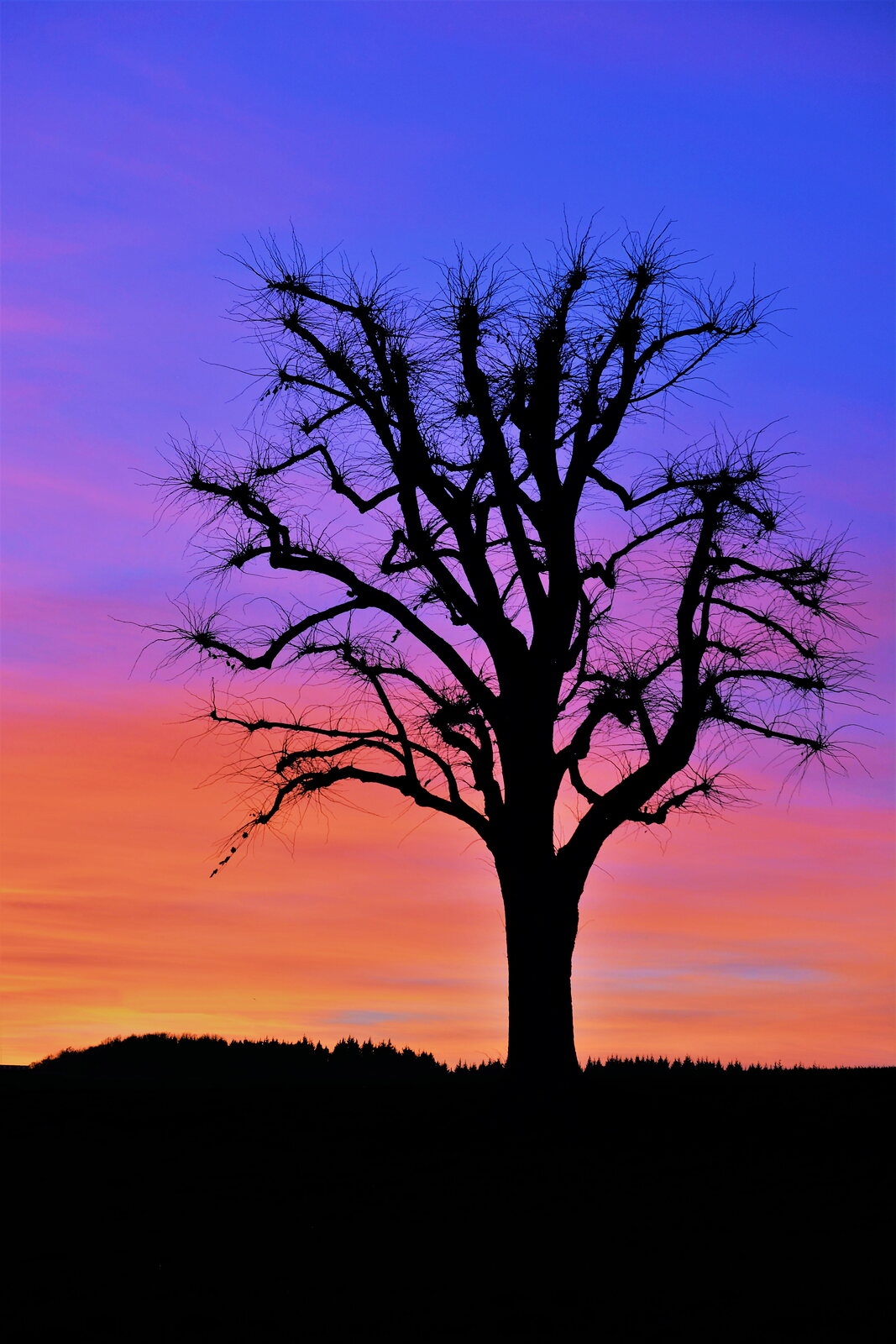 Silhouette d’arbre sous un ciel violet et orange, photographie sur toile ou en affiche encadrée, aperçu dans un intérieur