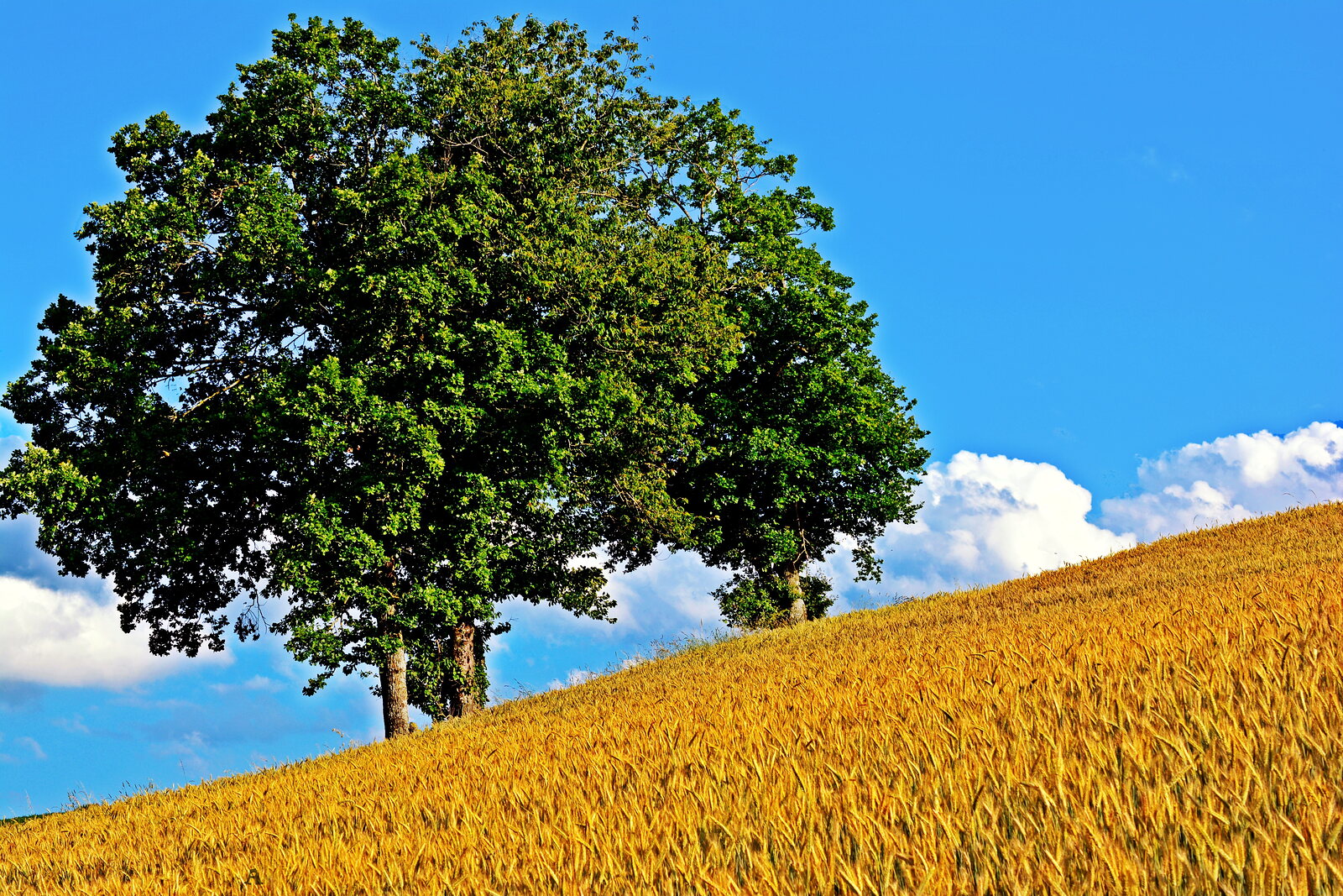 Arbre au sommet d’un champ de blé, photographie sur toile ou en affiche encadrée, aperçu dans un intérieur