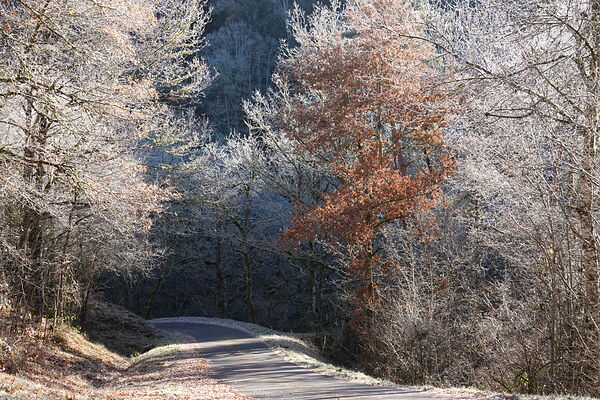 Sous l’éclat des branches glacées, tableau route sous les arbres givrés