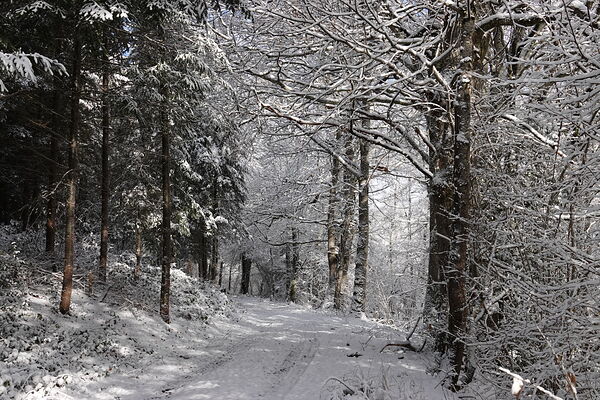 Quand la forêt se pare de blancheur, l’esprit est rêveur, tableau chemin forestier enneigé