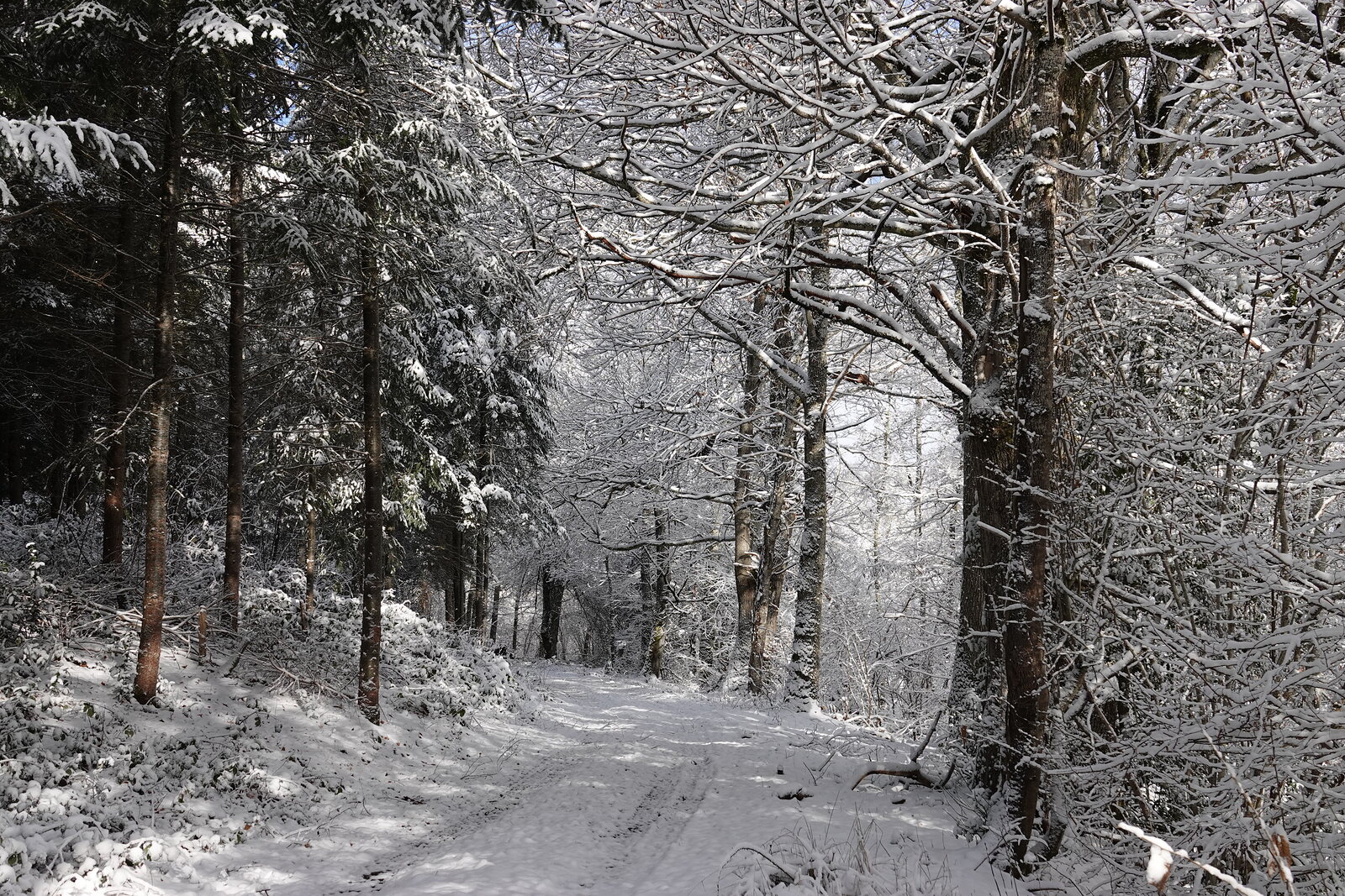 Quand la forêt se pare de blancheur, l’esprit est rêveur, photographie sur toile ou en affiche encadrée, aperçu dans un intérieur
