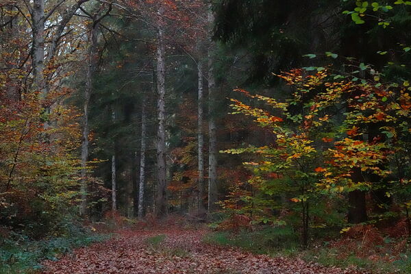 Sentier en forêt d’automne, tableau sentier en forêt d’automne