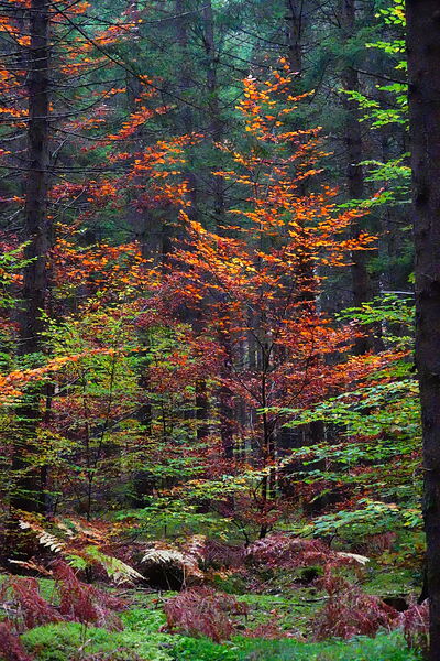 Feuillus roux dans une forêt de résineux, tableau feuillus roux parmi les résineux