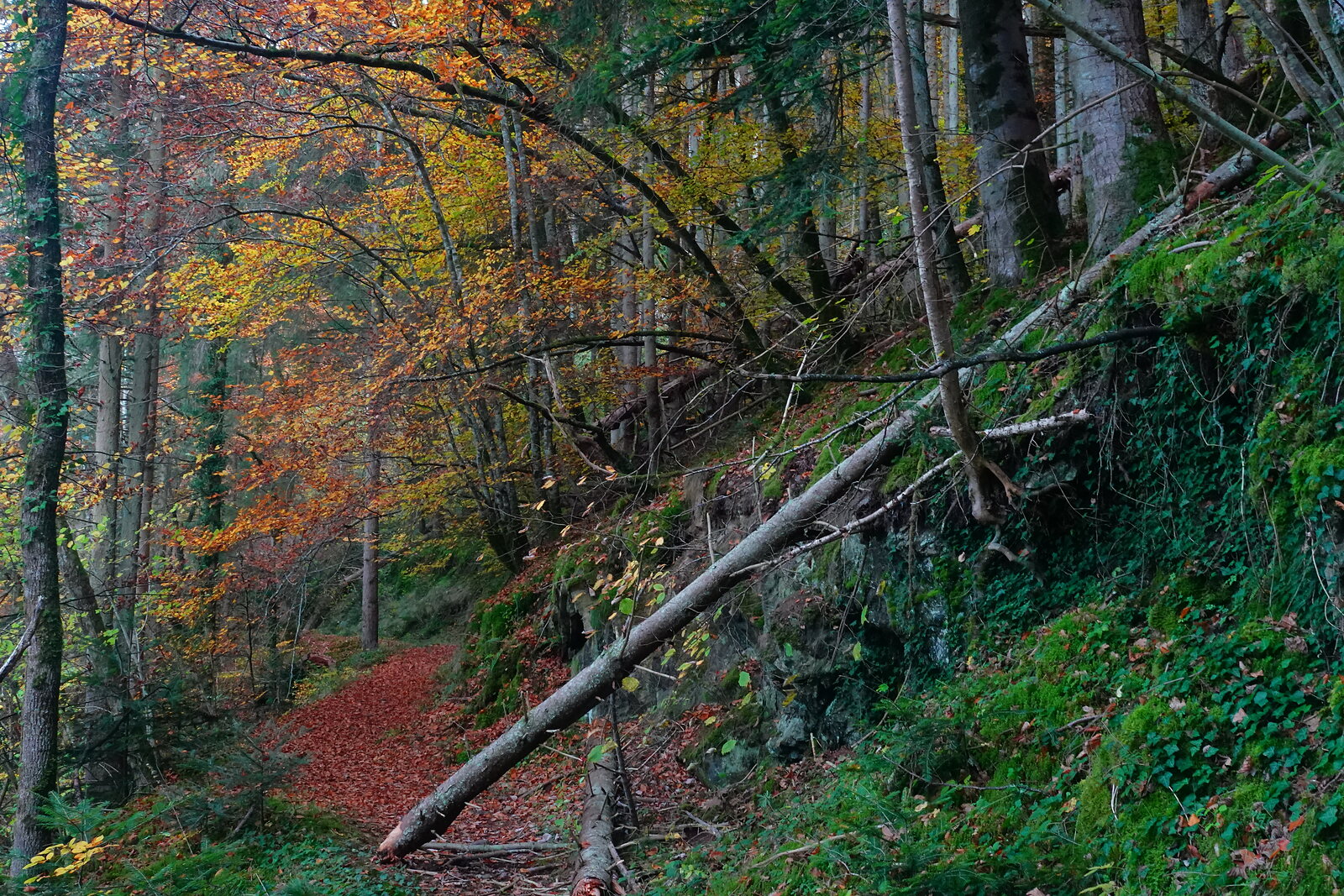 Forêt d’automne et arbre couché, photographie sur toile ou en affiche encadrée, aperçu dans un intérieur