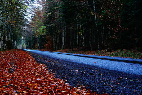 Route forestière bordée de feuilles rousses, tableau route en forêt d’automne