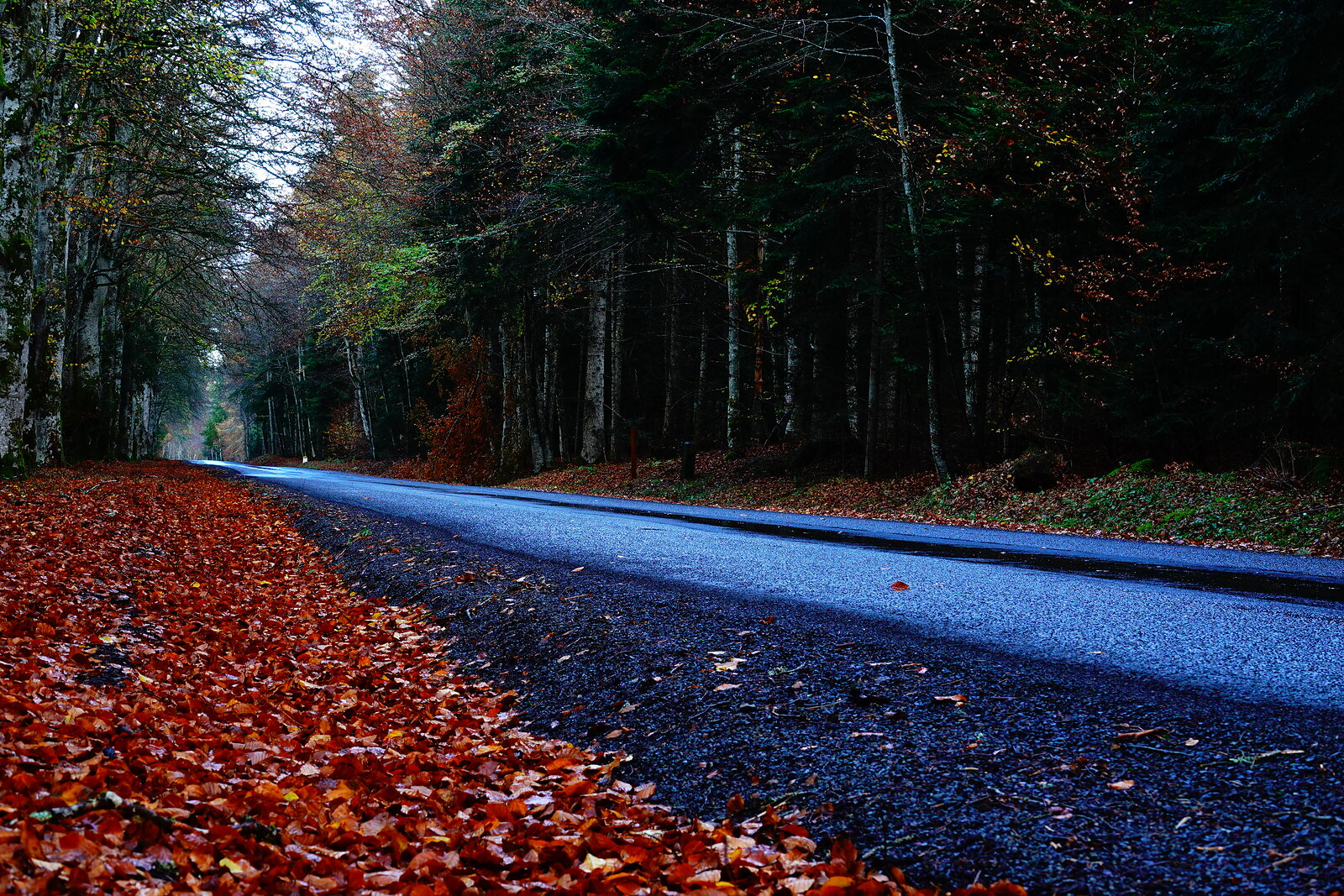 Route forestière bordée de feuilles rousses, photographie sur toile ou en affiche encadrée, aperçu dans un intérieur