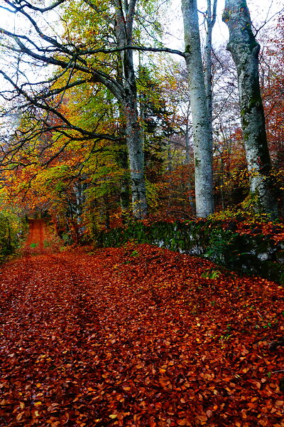 Chemin de feuilles rousses au pied des hêtres, tableau chemin de feuilles mortes