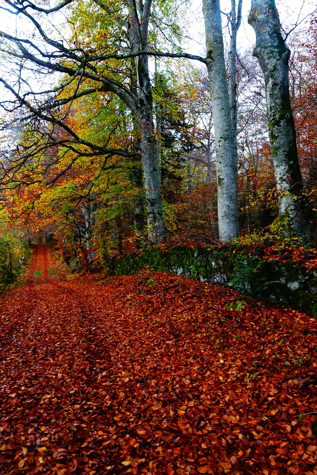 Chemin de feuilles rousses au pied des hêtres, photographie sur toile ou en affiche encadrée, aperçu dans un intérieur