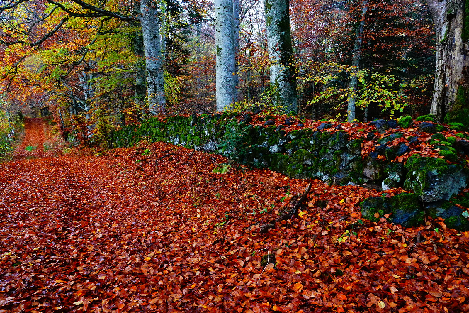 L’empreinte de l’automne, photographie sur toile ou en affiche encadrée, aperçu dans un intérieur