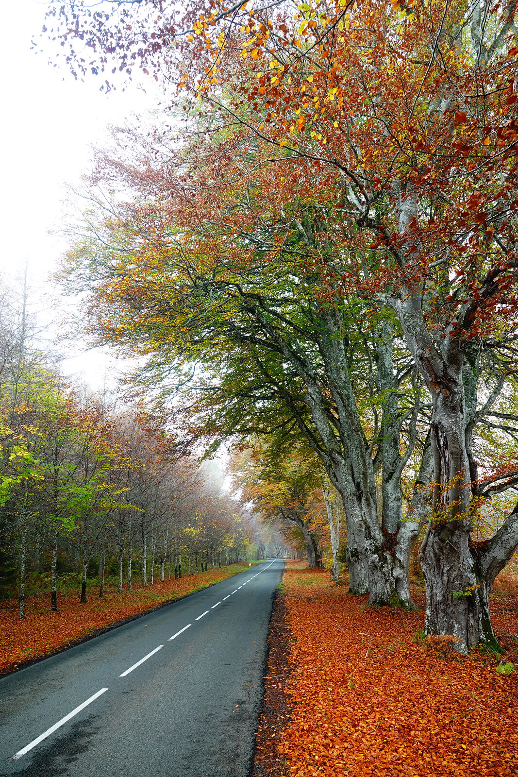 Allée d’arbres dans la brume d’automne, photographie sur toile ou en affiche encadrée, aperçu dans un intérieur