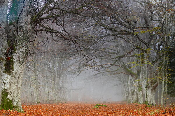 Voûte de hêtres dans la brume d’automne, tableau allée de hêtres dans la brume