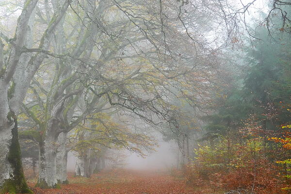 Allée de hêtres dans la brume d’automne, tableau hêtraie dans la brume