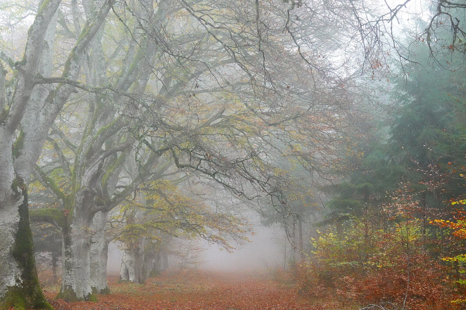 Allée de hêtres dans la brume d’automne, photographie sur toile ou en affiche encadrée, aperçu dans un intérieur