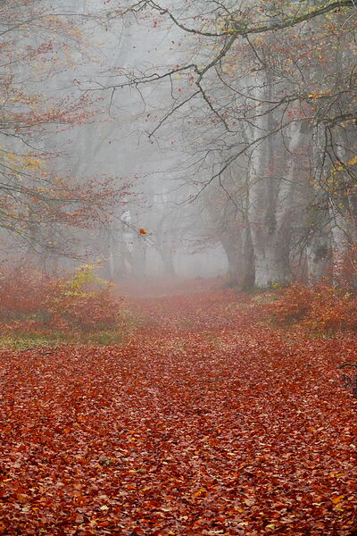Le temps qui passe, tableau chemin de feuilles rouges dans la brume
