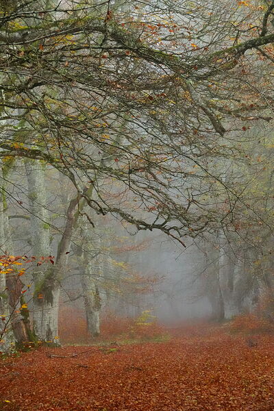 Branches de hêtres penchées dans la brume, tableau hêtraie dans la brume d’automne