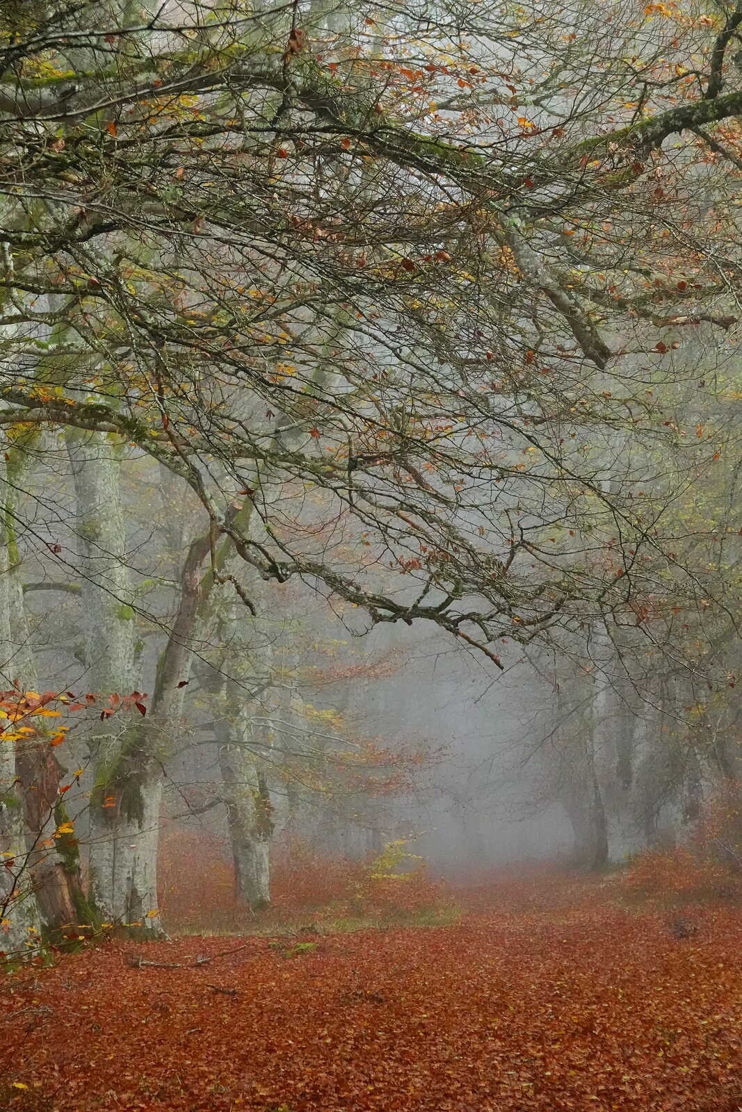 Branches de hêtres penchées dans la brume, photographie sur toile ou en affiche encadrée, aperçu dans un intérieur