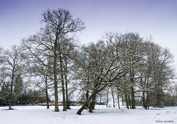 Grands arbres nus dans un parc enneigé, tableau arbres nus sous la neige