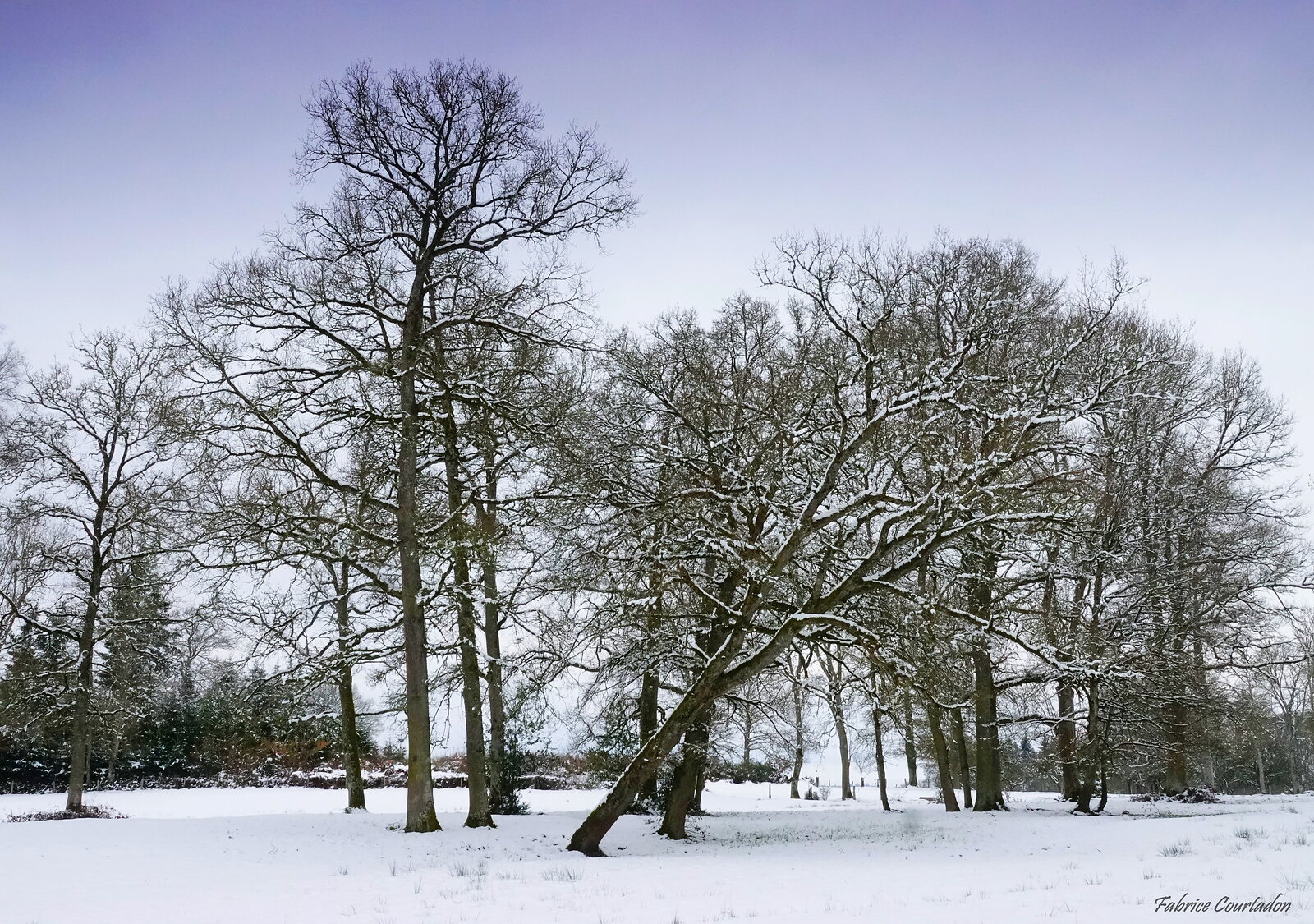 Grands arbres nus dans un parc enneigé, photographie sur toile ou en affiche encadrée, aperçu dans un intérieur
