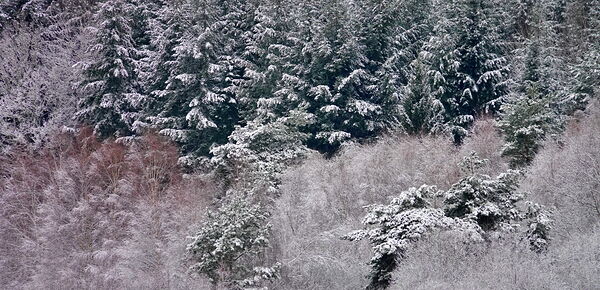 Sapins et taillis sous la neige, tableau forêt de sapins enneigés