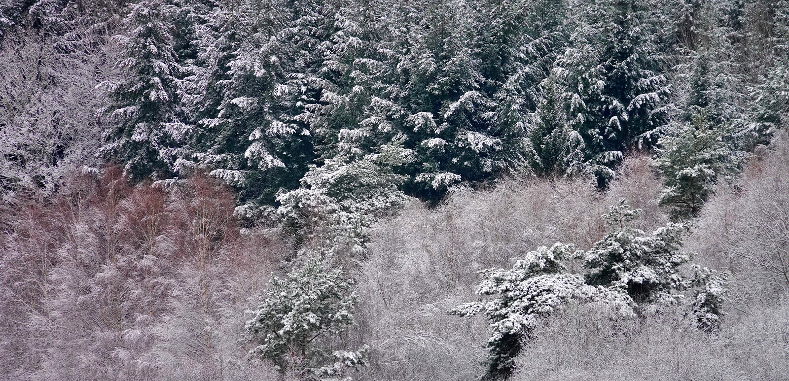 Sapins et taillis sous la neige, photographie sur toile ou en affiche encadrée, aperçu dans un intérieur