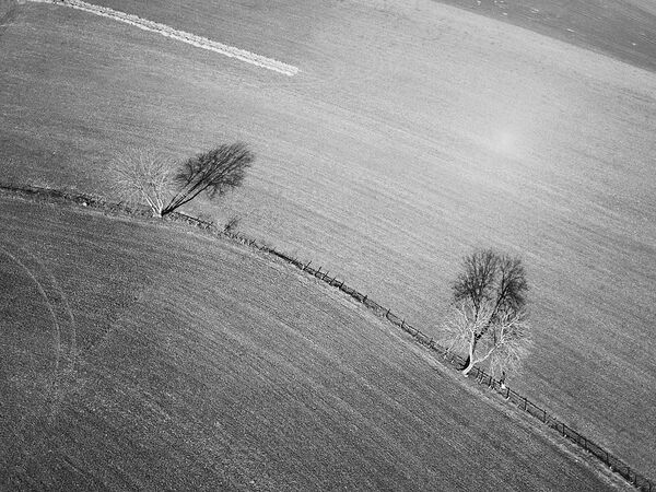 Deux arbres au bord des champs, tableau arbres et champs vus du ciel