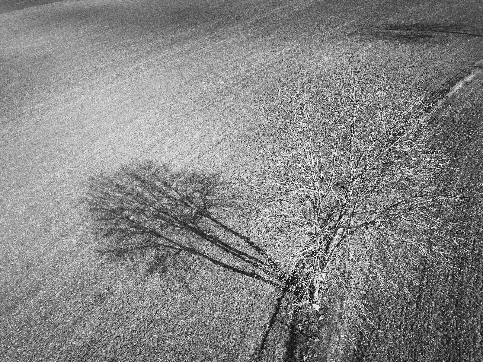 Un arbre et son ombre sur la terre labourée, photographie sur toile ou en affiche encadrée, aperçu dans un intérieur