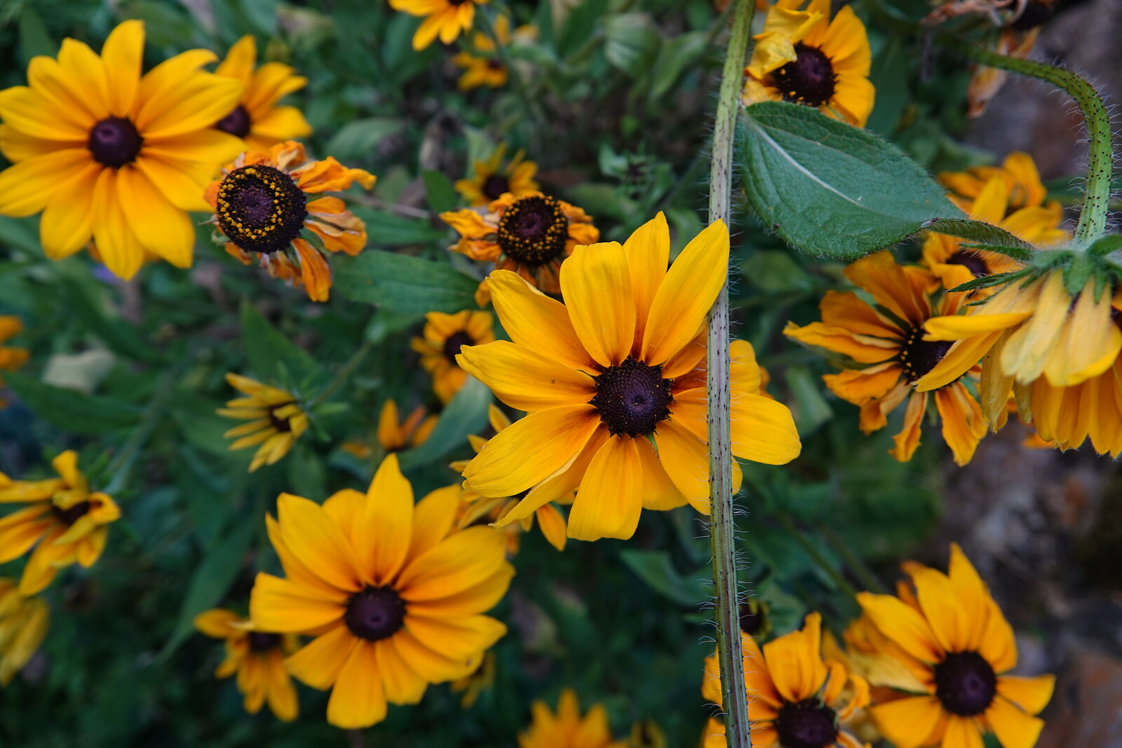 Rudbeckias au cœur brun, photographie sur toile ou en affiche encadrée, aperçu dans un intérieur