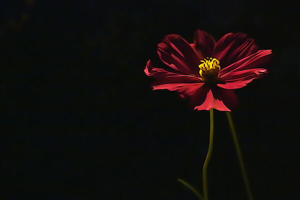 Cosmos rouge sur fond noir, tableau cosmos rouge sur fond noir