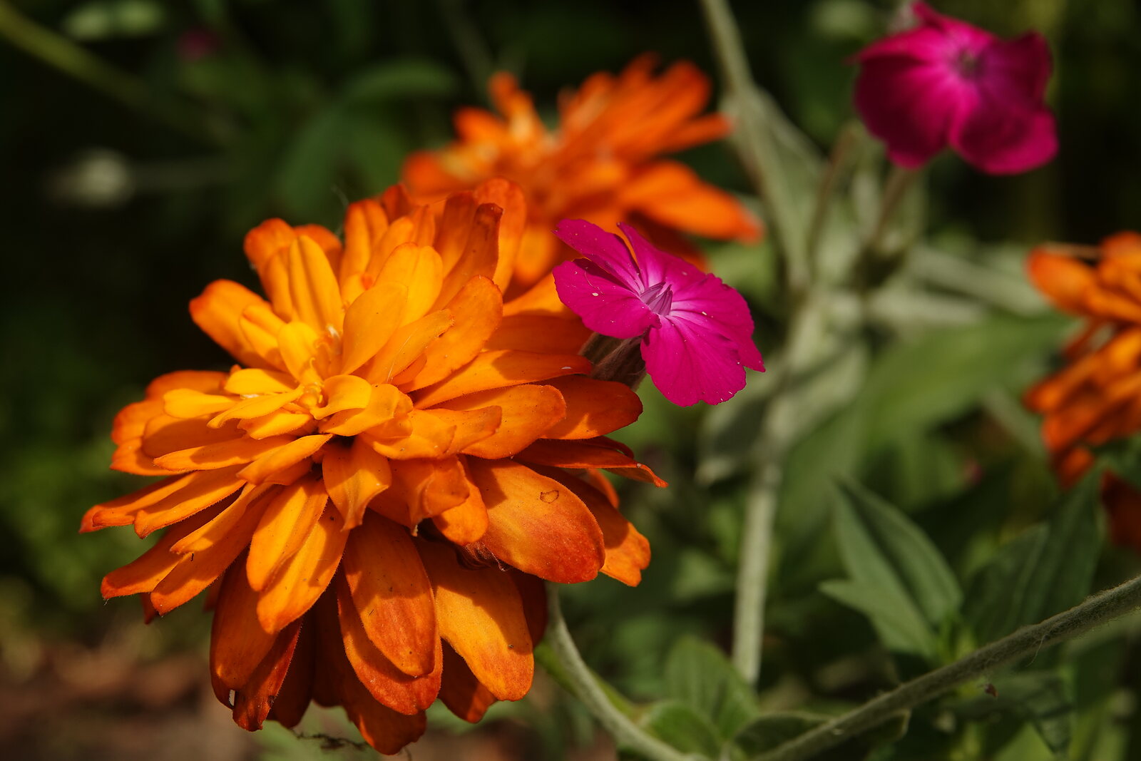 Zinnia orange et coquelourde fuchsia, photographie sur toile ou en affiche encadrée, aperçu dans un intérieur