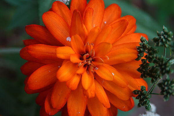 Zinnia orange perlé de gouttes, tableau zinnia orange en gros plan