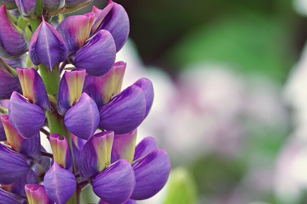 Épi de lupin violet sur fond flou, tableau lupin violet en gros plan