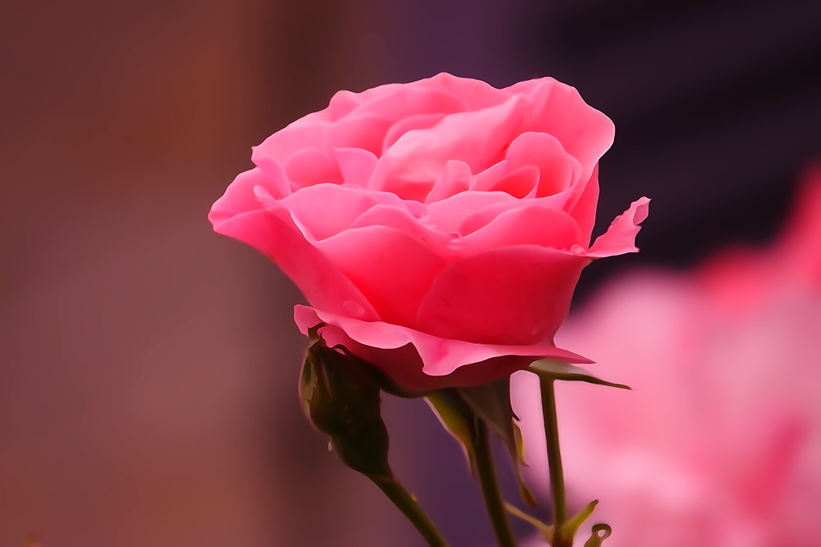 Rose de jardin et son bouton, photographie sur toile ou en affiche encadrée, aperçu dans un intérieur