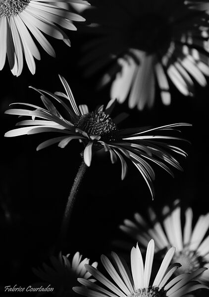 Fleurs aux pétales effilés sur fond noir, tableau fleurs en noir et blanc sur fond noir