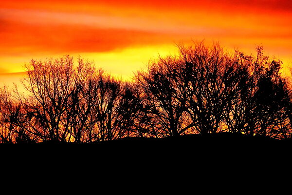Arbres nus sous un ciel embrasé, tableau arbres en silhouette sur ciel rouge