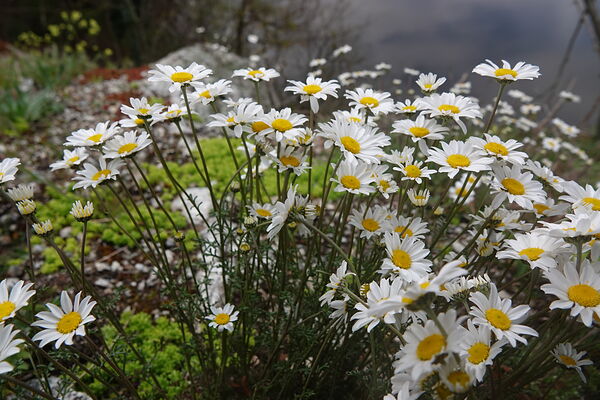 Touffe de marguerites sur un sol de pierre, tableau marguerites sauvages en touffe