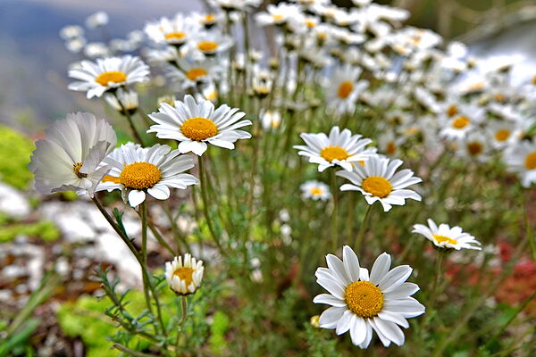 Marguerites en fleur parmi les rochers, tableau marguerites en gros plan