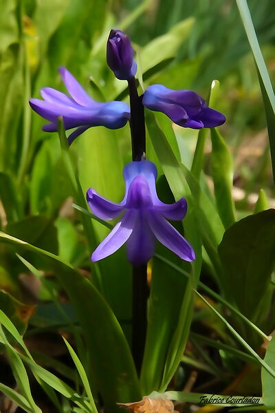 Jacinthe violette sur fond gris, tableau jacinthe violette sur fond vert