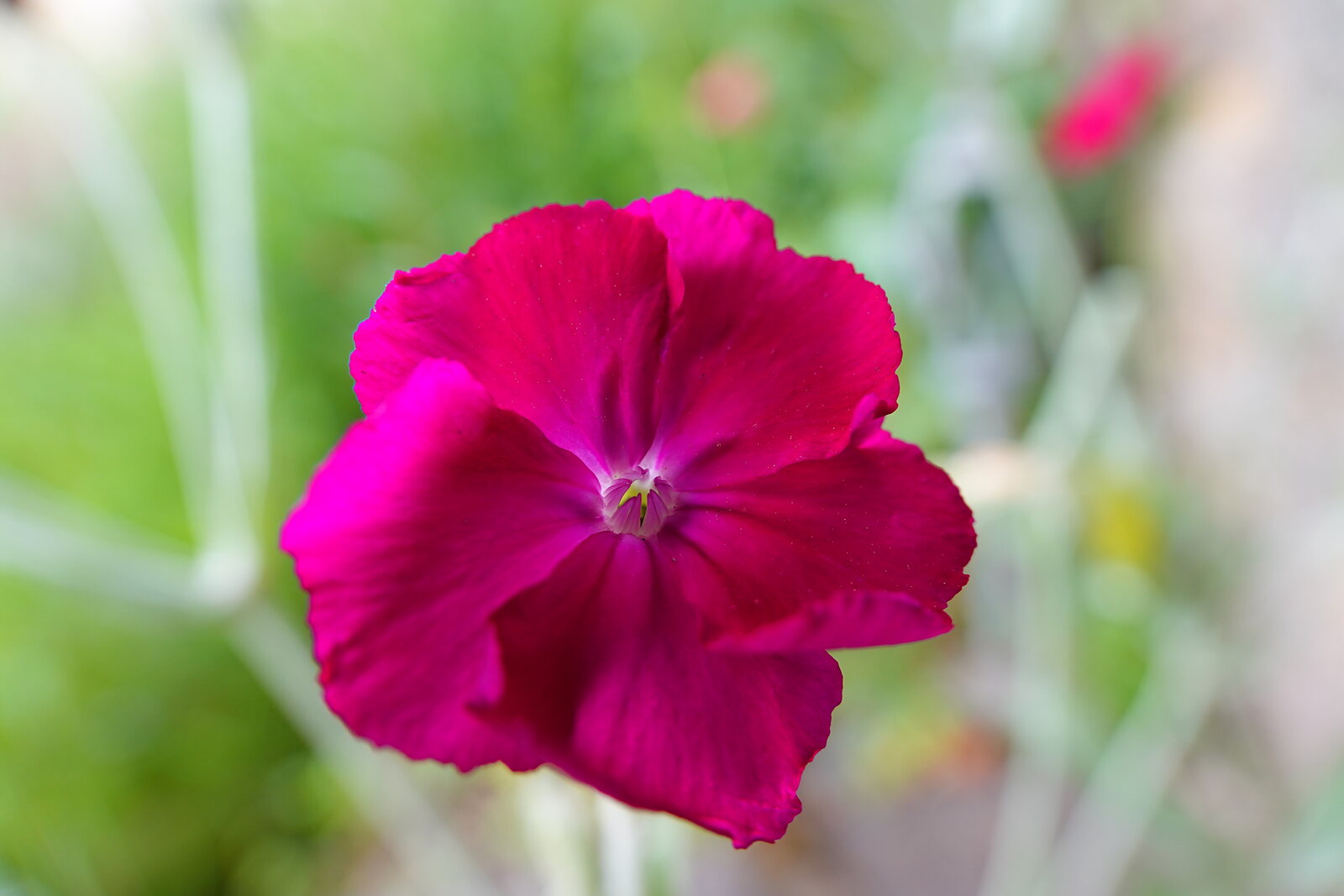 Coquelourde fuchsia sur fond vert, photographie sur toile ou en affiche encadrée, aperçu dans un intérieur