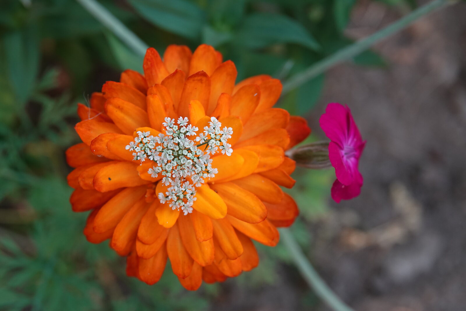 Zinnia orange et ombelle blanche, photographie sur toile ou en affiche encadrée, aperçu dans un intérieur