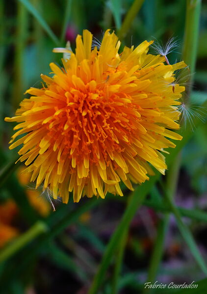 Fleur de pissenlit orangée, tableau fleur de pissenlit orangée