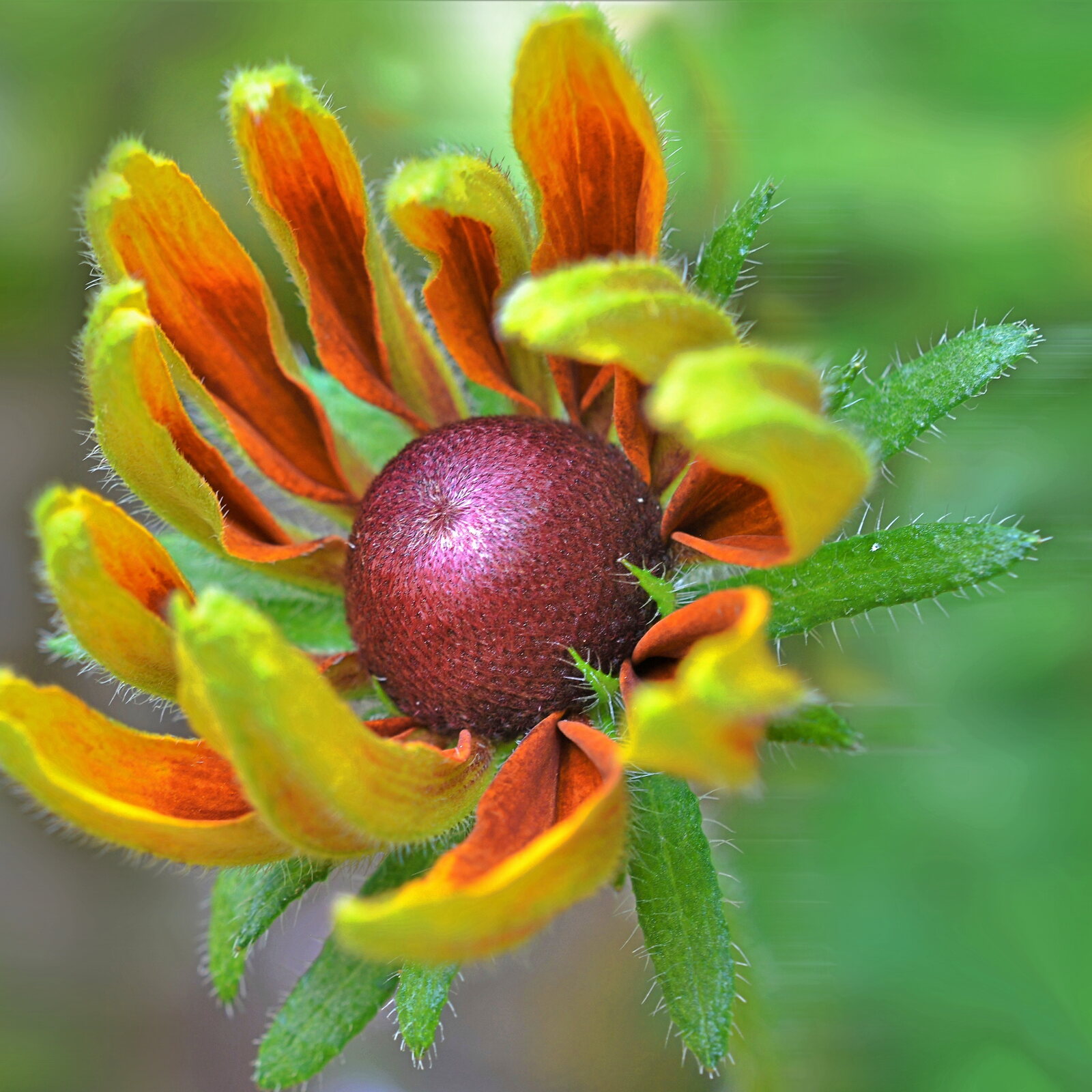 Rudbeckia au cœur pourpre en train de s’ouvrir, photographie sur toile ou en affiche encadrée, aperçu dans un intérieur