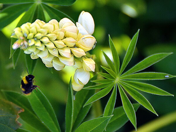 Lupin jaune pâle et bourdon en vol, tableau lupin jaune pâle et bourdon