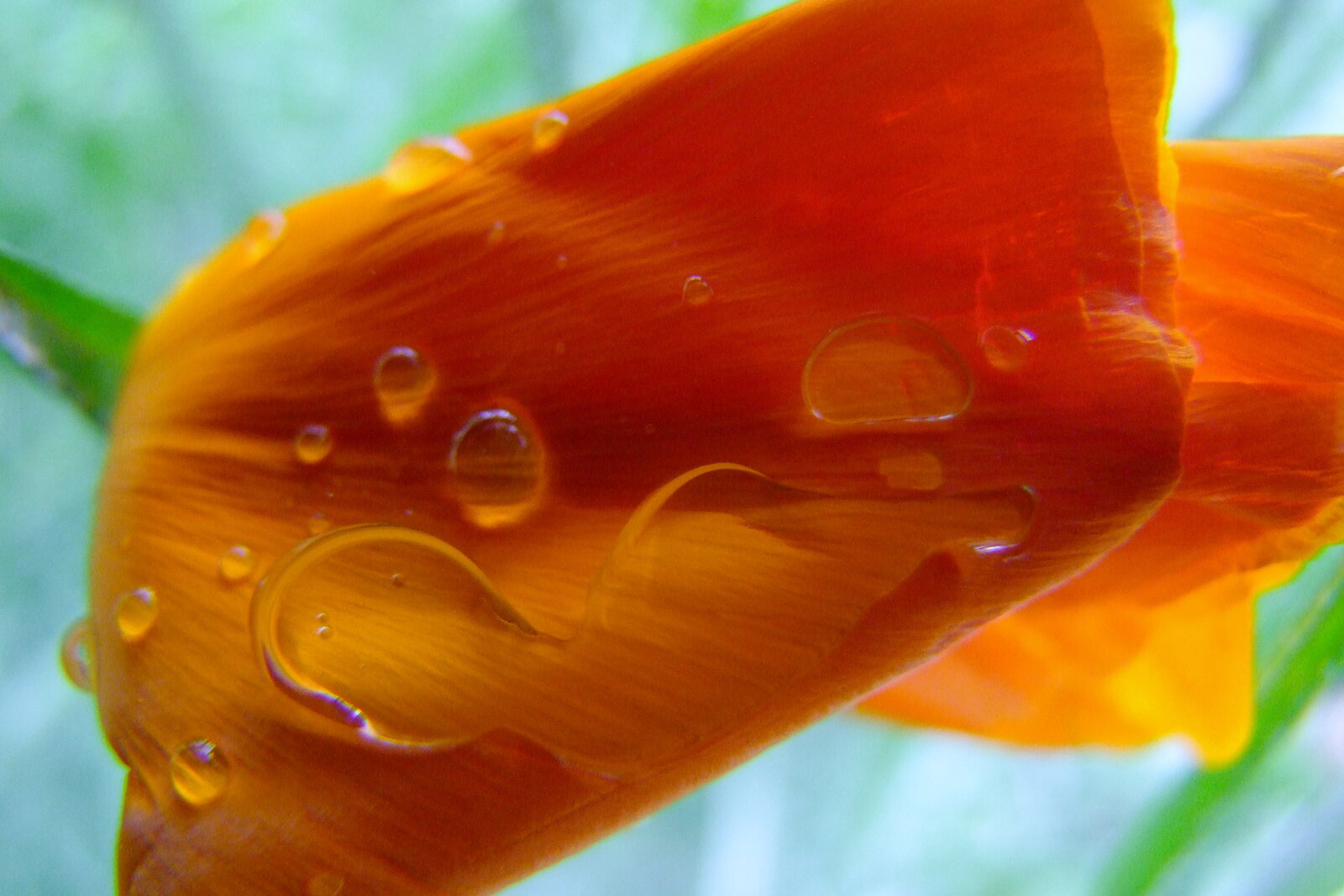 Gouttes de pluie sur un pétale orange, photographie sur toile ou en affiche encadrée, aperçu dans un intérieur