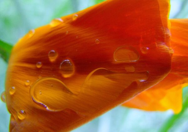 Gouttes de pluie sur un pétale orange, tableau pétale orange et gouttes d’eau