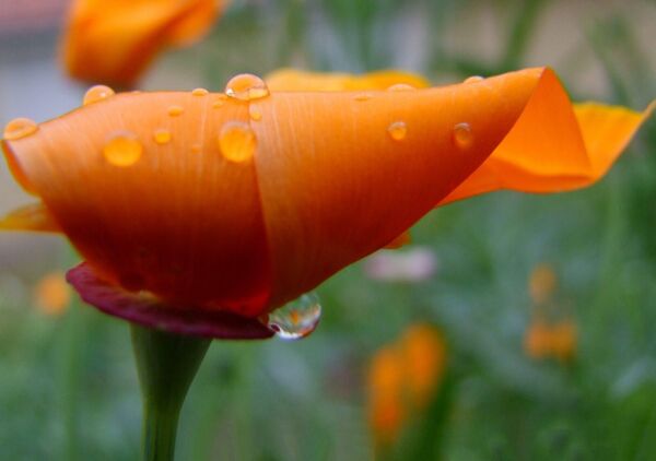 Fleur orange perlée de pluie, tableau fleur orange sous la pluie